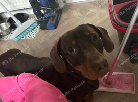 Snoop 8months