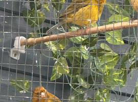 Raza Canary cock birds only