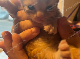 kittens