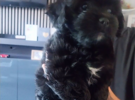 Lhasa apso