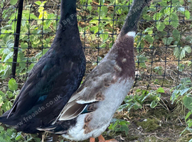 2 runner duck drakes looking for new home