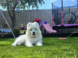 14 week old female samoyed