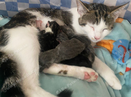 5 British shorthair x domestic kittens