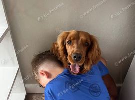 Female cocker spaniel