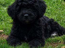 Hybrid sproodle pups