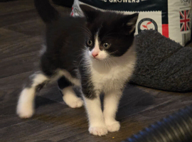 Ragdoll cross kittens