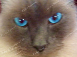 Ragdoll cat needs loving home
