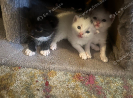 Part Turkish angora kittens