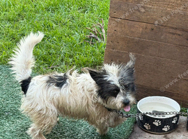 Jackrussell