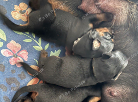 Stunning Rottweiler Pups