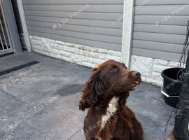 Cocker Spanial