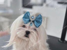 Korean Maltese Adult Boy