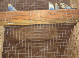 Budgies