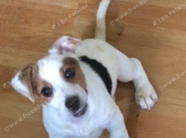 Female pup jack Russell