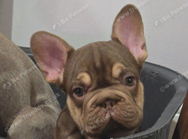 KC French Bulldog Puppy