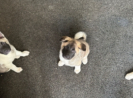 Strong big bone high standard puppies father registered mother is big high quality active Akita