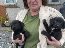 Litter of Sprollie pups