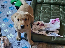 Kc registered Fox red labrador puppy
