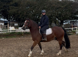 6 yr old allrounder
