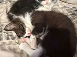 Kittens for sale