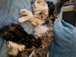 Norwegian Forest Cat X Kittens