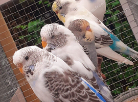 Young budgies 2026 born