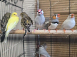 11 canaries cocks and hens