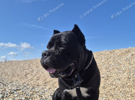 Cane corso