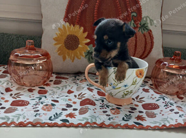 Tea cup toy yorki puppies