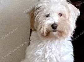 Toy poodle x  Cotton de Tulear for sale