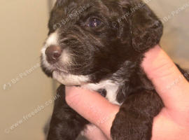 BEAUTIFUL COCKAPOO PUPPIES
