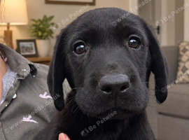 Labrador puppies