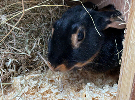 Female Tan