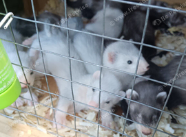 Ferrets for sale