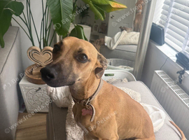 Beautiful Skye 11 months old