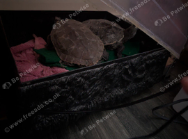 X 2 Missappi River turtle for sale