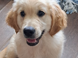 Golden retriever  boy