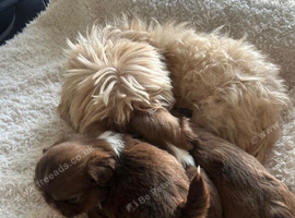 3 beautiful imperial karashishi shihtzu boys.