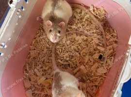 2 young female rats