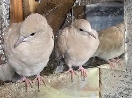 Doves for sale X2