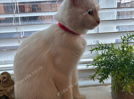 White cat