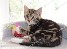 2 Tabby Kittens Ready Now