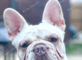 Female french bulldog