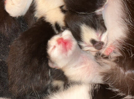 Kittens