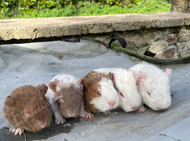 2 teddy boars