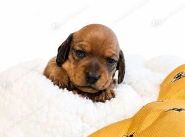 Beautiful Miniature Dachshunds