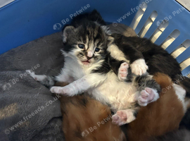 5 Adorable Turkish Van Kittens