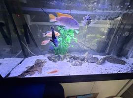 Adult Peacock Cichlids