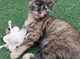 Maine coon cross