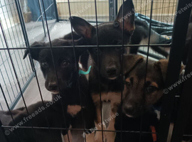 8weeks old